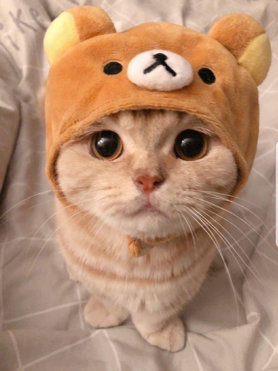 Albert